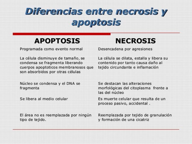 Resultado de imagen para diferencias entre necrosis y apoptosis