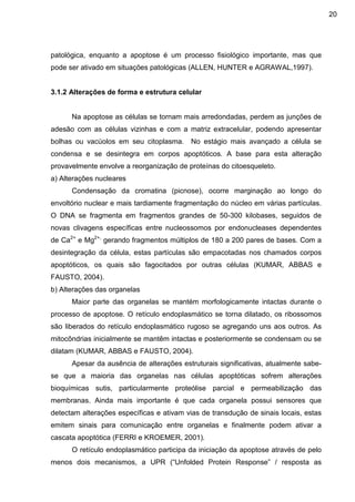 20

patológica, enquanto a apoptose é um processo fisiológico importante, mas que
pode ser ativado em situações patológicas (ALLEN, HUNTER e AGRAWAL,1997).

3.1.2 Alterações de forma e estrutura celular

Na apoptose as células se tornam mais arredondadas, perdem as junções de
adesão com as células vizinhas e com a matriz extracelular, podendo apresentar
bolhas ou vacúolos em seu citoplasma.

No estágio mais avançado a célula se

condensa e se desintegra em corpos apoptóticos. A base para esta alteração
provavelmente envolve a reorganização de proteínas do citoesqueleto.
a) Alterações nucleares
Condensação da cromatina (picnose), ocorre marginação ao longo do
envoltório nuclear e mais tardiamente fragmentação do núcleo em várias partículas.
O DNA se fragmenta em fragmentos grandes de 50-300 kilobases, seguidos de
novas clivagens específicas entre nucleossomos por endonucleases dependentes
de Ca2+ e Mg2+, gerando fragmentos múltiplos de 180 a 200 pares de bases. Com a
desintegração da célula, estas partículas são empacotadas nos chamados corpos
apoptóticos, os quais são fagocitados por outras células (KUMAR, ABBAS e
FAUSTO, 2004).
b) Alterações das organelas
Maior parte das organelas se mantém morfologicamente intactas durante o
processo de apoptose. O retículo endoplasmático se torna dilatado, os ribossomos
são liberados do retículo endoplasmático rugoso se agregando uns aos outros. As
mitocôndrias inicialmente se mantêm intactas e posteriormente se condensam ou se
dilatam (KUMAR, ABBAS e FAUSTO, 2004).
Apesar da ausência de alterações estruturais significativas, atualmente sabese que a maioria das organelas nas células apoptóticas sofrem alterações
bioquímicas sutis, particularmente proteólise parcial e permeabilização das
membranas. Ainda mais importante é que cada organela possui sensores que
detectam alterações específicas e ativam vias de transdução de sinais locais, estas
emitem sinais para comunicação entre organelas e finalmente podem ativar a
cascata apoptótica (FERRI e KROEMER, 2001).
O retículo endoplasmático participa da iniciação da apoptose através de pelo
menos dois mecanismos, a UPR (“Unfolded Protein Response” / resposta as

 