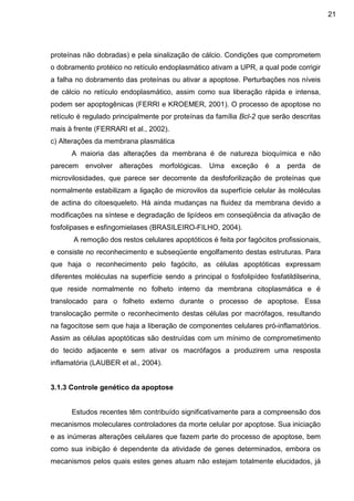 21

proteínas não dobradas) e pela sinalização de cálcio. Condições que comprometem
o dobramento protéico no retículo endoplasmático ativam a UPR, a qual pode corrigir
a falha no dobramento das proteínas ou ativar a apoptose. Perturbações nos níveis
de cálcio no retículo endoplasmático, assim como sua liberação rápida e intensa,
podem ser apoptogênicas (FERRI e KROEMER, 2001). O processo de apoptose no
retículo é regulado principalmente por proteínas da família Bcl-2 que serão descritas
mais à frente (FERRARI et al., 2002).
c) Alterações da membrana plasmática
A maioria das alterações da membrana é de natureza bioquímica e não
parecem envolver alterações morfológicas. Uma exceção é a perda de
microvilosidades, que parece ser decorrente da desfoforilização de proteínas que
normalmente estabilizam a ligação de microvilos da superfície celular às moléculas
de actina do citoesqueleto. Há ainda mudanças na fluidez da membrana devido a
modificações na síntese e degradação de lipídeos em conseqüência da ativação de
fosfolipases e esfingomielases (BRASILEIRO-FILHO, 2004).
A remoção dos restos celulares apoptóticos é feita por fagócitos profissionais,
e consiste no reconhecimento e subseqüente engolfamento destas estruturas. Para
que haja o reconhecimento pelo fagócito, as células apoptóticas expressam
diferentes moléculas na superfície sendo a principal o fosfolipídeo fosfatildilserina,
que reside normalmente no folheto interno da membrana citoplasmática e é
translocado para o folheto externo durante o processo de apoptose. Essa
translocação permite o reconhecimento destas células por macrófagos, resultando
na fagocitose sem que haja a liberação de componentes celulares pró-inflamatórios.
Assim as células apoptóticas são destruídas com um mínimo de comprometimento
do tecido adjacente e sem ativar os macrófagos a produzirem uma resposta
inflamatória (LAUBER et al., 2004).

3.1.3 Controle genético da apoptose

Estudos recentes têm contribuído significativamente para a compreensão dos
mecanismos moleculares controladores da morte celular por apoptose. Sua iniciação
e as inúmeras alterações celulares que fazem parte do processo de apoptose, bem
como sua inibição é dependente da atividade de genes determinados, embora os
mecanismos pelos quais estes genes atuam não estejam totalmente elucidados, já

 