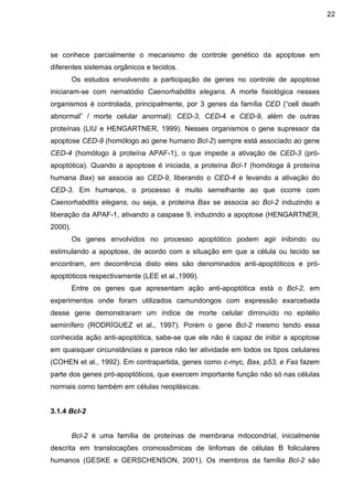 22

se conhece parcialmente o mecanismo de controle genético da apoptose em
diferentes sistemas orgânicos e tecidos.
Os estudos envolvendo a participação de genes no controle de apoptose
iniciaram-se com nematódio Caenorhabditis elegans. A morte fisiológica nesses
organismos é controlada, principalmente, por 3 genes da família CED (“cell death
abnormal” / morte celular anormal): CED-3, CED-4 e CED-9, além de outras
proteínas (LIU e HENGARTNER, 1999). Nesses organismos o gene supressor da
apoptose CED-9 (homólogo ao gene humano Bcl-2) sempre está associado ao gene
CED-4 (homólogo à proteína APAF-1), o que impede a ativação de CED-3 (próapoptótica). Quando a apoptose é iniciada, a proteína Bcl-1 (homóloga à proteína
humana Bax) se associa ao CED-9, liberando o CED-4 e levando a ativação do
CED-3. Em humanos, o processo é muito semelhante ao que ocorre com
Caenorhabditis elegans, ou seja, a proteína Bax se associa ao Bcl-2 induzindo a
liberação da APAF-1, ativando a caspase 9, induzindo a apoptose (HENGARTNER,
2000).
Os genes envolvidos no processo apoptótico podem agir inibindo ou
estimulando a apoptose, de acordo com a situação em que a célula ou tecido se
encontram, em decorrência disto eles são denominados anti-apoptóticos e próapoptóticos respectivamente (LEE et al.,1999).
Entre os genes que apresentam ação anti-apoptótica está o Bcl-2, em
experimentos onde foram utilizados camundongos com expressão exarcebada
desse gene demonstraram um índice de morte celular diminuído no epitélio
seminífero (RODRÍGUEZ et al., 1997). Porém o gene Bcl-2 mesmo tendo essa
conhecida ação anti-apoptótica, sabe-se que ele não é capaz de inibir a apoptose
em quaisquer circunstâncias e parece não ter atividade em todos os tipos celulares
(COHEN et al., 1992). Em contrapartida, genes como c-myc, Bax, p53, e Fas fazem
parte dos genes pró-apoptóticos, que exercem importante função não só nas células
normais como também em células neoplásicas.

3.1.4 Bcl-2

Bcl-2 é uma família de proteínas de membrana mitocondrial, inicialmente
descrita em translocações cromossômicas de linfomas de células B foliculares
humanos (GESKE e GERSCHENSON, 2001). Os membros da família Bcl-2 são

 