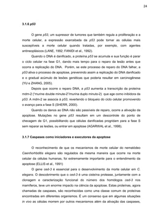 24

3.1.6 p53

O gene p53, um supressor de tumores que também regula a proliferação e a
morte celular, a expressão exarcebada da p53 pode tornar as células mais
susceptíveis a morte celular quando tratadas, por exemplo, com agentes
antineoplásicos (LANE, 1992; FANIDI et al., 1992).
Quando o DNA é danificado, a proteína p53 se acumula e sua função é parar
o ciclo celular na fase G1, dando mais tempo para o reparo da lesão antes que
ocorra a replicação do DNA. Porém, se este processo de reparo do DNA falhar, a
p53 ativa o processo de apoptose, prevenindo assim a replicação do DNA danificado
e o gradual acúmulo de lesões genéticas que poderia resultar em carcinogênese
(YU e ZHANG, 2005).
Depois que ocorre o reparo DNA, a p53 aumenta a transcrição da proteína
mdm-2 (“murine double minute-2”/murina duplo minuto-2) que age como inibidora da
p53. A mdm-2 se associa à p53, revertendo o bloqueio do ciclo celular promovendo
o avanço para a fase S (SHERR, 2000).
Quando os danos ao DNA não são passíveis de reparo, ocorre a ativação da
apoptose. Mutações no gene p53 resultam em um descontrole do ponto de
checagem de G1, possibilitando que células danificadas progridam para a fase S
sem reparar as lesões, ou entrar em apoptose (AGARWAL et al., 1998).

3.1.7 Caspases como iniciadores e executores da apoptose

O reconhecimento de que os mecanismos de morte celular do nematódeo
Caenhorhbditis elegans são regulados da mesma maneira que ocorre na morte
celular da células humanas, foi extremamente importante para o entendimento da
apoptose (ELLIS et al., 1991)
O gene ced-3 é essencial para o desenvolvimento da morte celular em C.
elegans. O descobrimento que o ced-3 é uma cisteína protease, juntamente com a
clonagem e caracterização funcional do número dos homólogos ced-3 nos
mamíferos, teve um enorme impacto na ciência da apoptose. Estas proteínas, agora
chamadas de caspases, são reconhecidas como uma classe comum de proteínas
encontradas em diferentes organismos. É um consenso que em algumas situações
in vivo as células morrem por outros mecanismos além da ativação das caspases,

 