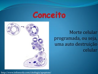 Morte celular
programada, ou seja,
uma auto destruição
celular
http://www.infoescola.com/citologia/apoptose/
 