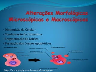 - Diminuição da Célula.
- Condensação da Cromatina.
- Fragmentação do Núcleo.
- Formação dos Corpos Apoptóticos.
https://www.google.com.br/search?q=apoptose
 