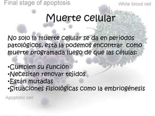  Muerte celular No solo la muerte celular se da en periodos patológicos, esta la podemos encontrar  como muerte programada luego de que las células: ,[object Object]