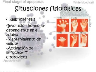 Necesitan renovar tejidos