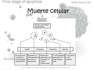 Situaciones fisiológicas como la embriogénesisSituaciones fisiológicasEmbriogénesisInvolución hormono-dependiente en el adulto
