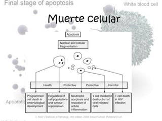 Muerte celular
 
