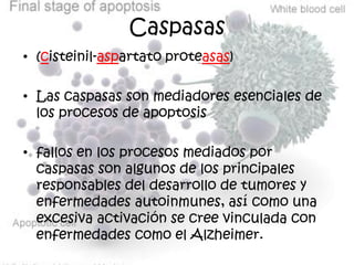 Caspasas
• (cisteinil-aspartato proteasas)

• Las caspasas son mediadores esenciales de
  los procesos de apoptosis

• fallos en los procesos mediados por
  caspasas son algunos de los principales
  responsables del desarrollo de tumores y
  enfermedades autoinmunes, así como una
  excesiva activación se cree vinculada con
  enfermedades como el Alzheimer.
 