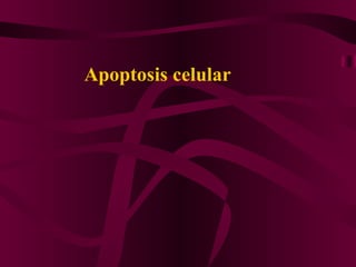 Apoptosis celular  