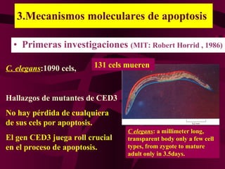3.Mecanismos moleculares de apoptosis Primeras investigaciones  (MIT: Robert Horrid , 1986) C.   elegans :1090 cels,  Hallazgos de mutantes de CED3 No hay pérdida de cualquiera de sus cels por apoptosis. El gen CED3 juega roll crucial en el proceso de apoptosis. C elegans : a millimeter long, transparent body only a few cell types, from zygote to mature adult only in 3.5days. 131 cels mueren 