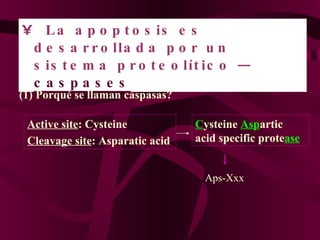 La apoptosis es desarrollada por un sistema proteolítico —   caspases   (1) Porqué se llaman caspasas? Active site : Cysteine Cleavage site : Asparatic acid   C ysteine  Asp artic acid specific prote ase Aps-Xxx 