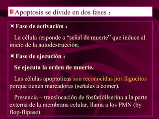 Apoptosis se divide en dos fases ：  Fase de activación ： La célula responde a “señal de muerte” que induce al inicio de la autodestrucción.  Fase de ejecución ： Se ejecuta la orden de muerte. Las células apoptoticas  son reconocidas por fagocitos  porque tienen marcadores (señales a comer). Presencia – translocación de fosfatidilserina a la parte externa de la membrana celular, llama a los PMN (by flop-flipase). 
