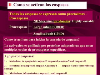 Como se activan las caspasas Todas las caspasas se expresan como proenzimas -  Procaspasas Procaspasa NH2-terminal  prodomain : Highly variable Large subunit (20kD) Small subunit (10kD) Como se activan para iniciar la cascada de caspasas? La activación es gatillada por proteínas adaptadoras que unen multiples copias de procaspasas específicas.   3 grupos de  caspasas: 1 、 iniciadoras de apoptosis: caspase-2, caspase-8, caspase-9 and caspase-10  2 、 ejecutoras de  apoptosis: caspase-3, caspase-6  ， caspase-7 and 14 (morphology change)  3 、 Mediadores inflamatorias : caspase-1,  and caspase-11  