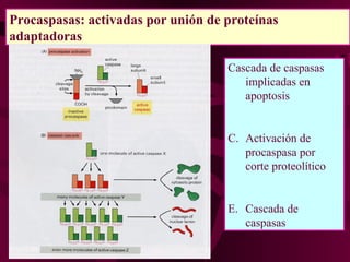 Procaspasas: activadas por unión de proteínas adaptadoras Cascada de caspasas implicadas en apoptosis Activación de procaspasa por corte proteolítico Cascada de caspasas 