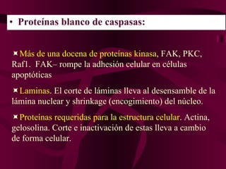 Proteínas blanco de caspasas:    Más de una docena de proteínas kinasa , FAK, PKC, Raf1.  FAK– rompe la adhesión celular en células apoptóticas  Laminas . El corte de láminas lleva al desensamble de la lámina nuclear y shrinkage (encogimiento) del núcleo.  Proteínas requeridas para la estructura celular . Actina, gelosolina. Corte e inactivación de estas lleva a cambio de forma celular. 