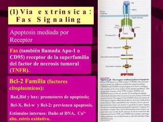 (1)   Via extrinsica:  Fas Signaling Fas  (también llamada Apo-1 o CD95) receptor de la superfamilia del factor de necrosis tumoral ( TNFR). Apoptosis mediada por Receptor Bcl-2 Familia  (factores citoplasmicos) : Bad,Bid y bax: promotores de apoptosis; Bcl-X, Bcl-w  y Bcl-2: previenen apoptosis. Estímulos internos: Daño al DNA,  Ca 2+  alto, estrés oxidativo. 