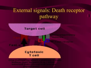 External signals: Death receptor pathway 