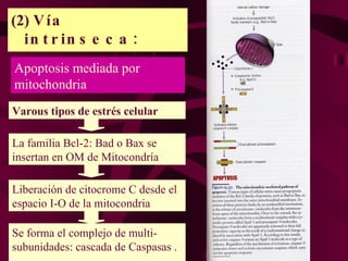 (2)  Vía intrinseca: Mitocondrial pathway Apoptosis mediada por mitochondria  Varous tipos de estrés celular La familia Bcl-2: Bad o Bax se insertan en OM de Mitocondría Liberación de citocrome C desde el espacio I-O de la mitocondria Se forma el complejo de multi-subunidades: cascada de Caspasas .… 
