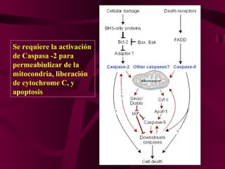 Se requiere la activación de Caspasa -2 para permeabiulizar de la mitocondria, liberación de cytochrome C, y  apoptosis 