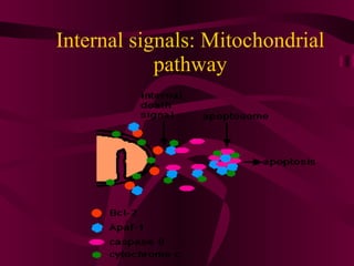 Internal signals: Mitochondrial pathway 