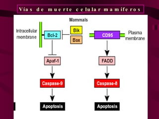 Vías de muerte celular mamíferos 