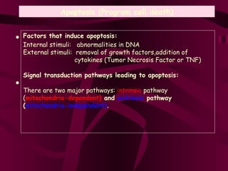 Apoptosis (Program cell death) Factors that induce apoptosis: Internal stimuli:  abnormalities in DNA External stimuli:  removal of growth factors,addition of    cytokines (Tumor Necrosis Factor or TNF) Signal transduction pathways leading to apoptosis: There are two major pathways:  intrinsic  pathway ( mitochondria-dependent)  and  extrinsic  pathway ( mitochondria-independent) . • • 