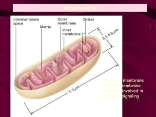 Mitochondria The outer membrane and intermembrane  space are involved in  apoptosis signaling 