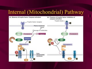 Internal (Mitochondrial) Pathway 
