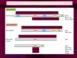 The bcl-2 family of proteins BH: bcl-2 homology 6 proteins 18 proteins 