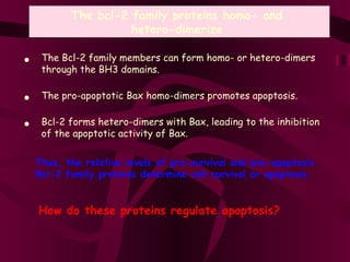The bcl-2 family proteins homo- and  hetero-dimerize  The Bcl-2 family members can form homo- or hetero-dimers through the BH3 domains.  The pro-apoptotic Bax homo-dimers promotes apoptosis.  Bcl-2 forms hetero-dimers with Bax, leading to the inhibition of the apoptotic activity of Bax. How do these proteins regulate apoptosis? • • • Thus, the relative levels of pro-survival and pro-apoptosis Bcl-2 family proteins determine cell survival or apoptosis. 