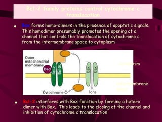 Bcl-2 family proteins control cytochrome c translocation Bax  forms homo-dimers in the presence of apoptotic signals.  This homodimer presumably promotes the opening of a channel that controls the translocation of cytochrome c from the intermembrane space to cytoplasm • Bcl-2  interferes with Bax function by forming a hetero dimer with Bax.  This leads to the closing of the channel and inhibition of cytochrome c translocation • intermembrane  space cytoplasm 