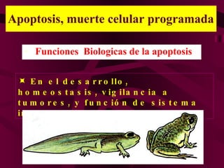 Apoptosis, muerte celular programada Funciones  Biologicas de la apoptosis    En el desarrollo, homeostasis, vigilancia a tumores, y función de sistema inmune. 