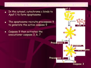 Cytochrome c translocation initiates caspase cascade In the cytosol, cytochrome c binds to Apaf-1 to form apoptosome • Apaf-1 Apoptosome Caspase 9 Procaspase 9 Procaspase 3 Caspase 3 Cyt. c The apoptosome recruits procaspase 9 to generate the active caspase 9 Caspase 9 then activates the executioner caspase 3, 6, 7 • • 