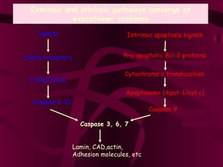 Extrinsic and intrinsic pathways converge at executioner caspases Caspase 9 ligands Death receptors FADD/DISC Caspase 8, 10 Caspase 3, 6, 7 Lamin, CAD,actin, Adhesion molecules, etc  Pro-apoptotic Bcl-2 proteins Cytochrome c translocation Apoptosome (Apaf-1/cyt.c) Intrinsic apoptosis signals 