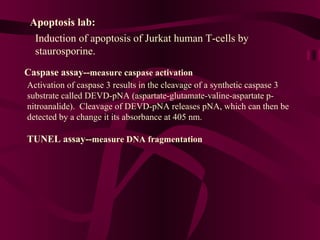Caspase assay-- measure caspase activation TUNEL assay-- measure DNA fragmentation Activation of caspase 3 results in the cleavage of a synthetic caspase 3 substrate called DEVD-pNA (aspartate-glutamate-valine-aspartate p-nitroanalide).  Cleavage of DEVD-pNA releases pNA, which can then be detected by a change it its absorbance at 405 nm.  Apoptosis lab: Induction of apoptosis of Jurkat human T-cells by staurosporine. 