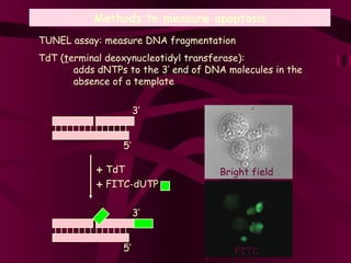 Methods to measure apoptosis TUNEL assay: measure DNA fragmentation TdT ( t erminal deoxynucleotidyl transferase):  adds dNTPs to the 3’ end of DNA molecules in the  absence of a template Bright field FITC 3’ 5’ 3’ 5’ TdT FITC-dUTP 