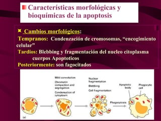 Características morfológicas y bioquímicas de la apoptosis    Cambios morfológicos : Tempranos :   Condenzación de cromosomas, “encogimiento celular”  Tardios:  Blebbing y fragmentación del nucleo citoplasma  cuerpos Apoptoticos Posteriormente:  son fagocitados 