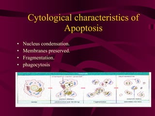 Cytological characteristics of Apoptosis Nucleus condensation. Membranes preserved. Fragmentation. phagocytosis 