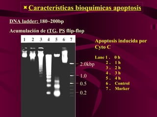  Características bioquímicas apoptosis Apoptosis inducida por Cyto C Lane 1 ． 0 h 2 ． 1 h 3 ． 2 h 4 ． 3 h 5 ． 4 h 6 ． Control 7 ． Marker 2.0kbp 1.0 0.5 0.2 DNA ladder:  180~200bp Acumulación de  tTG ,  PS  flip-flop 