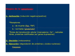 Apoptosis