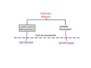 Apoptosis