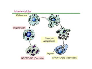 Apoptosis