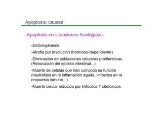 Apoptosis