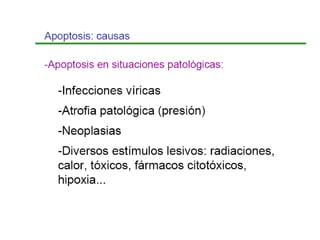 Apoptosis