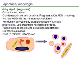 Apoptosis