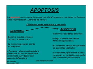 Apoptosis