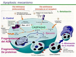 Apoptosis