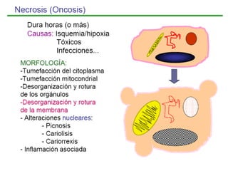 Apoptosis