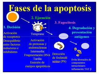 Apoptosis