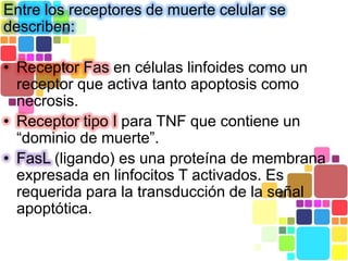 Entre los receptores de muerte celular se
describen:

• Receptor Fas en células linfoides como un
  receptor que activa tanto apoptosis como
  necrosis.
• Receptor tipo I para TNF que contiene un
  “dominio de muerte”.
• FasL (ligando) es una proteína de membrana
  expresada en linfocitos T activados. Es
  requerida para la transducción de la señal
  apoptótica.
 